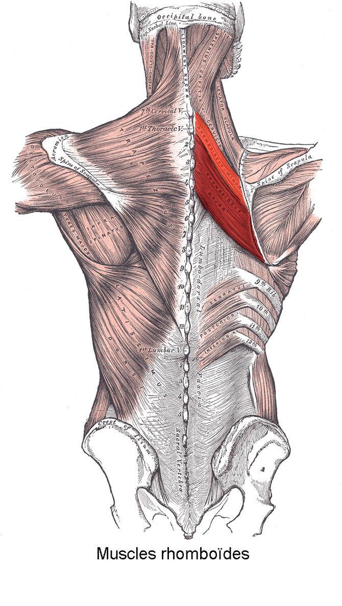 Rhomboideus minor muscle
